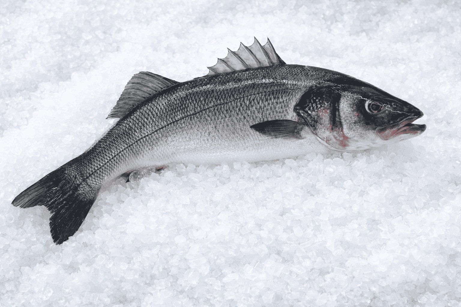 Sea Bass (local fish farm)