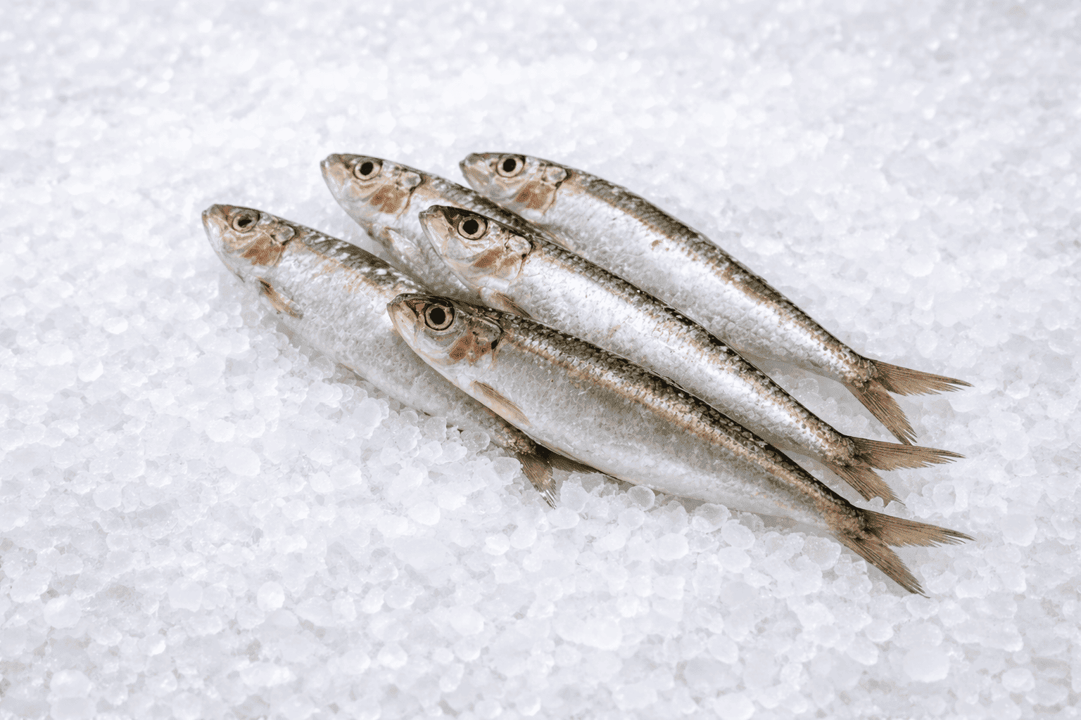 Sardines (fresh from Greece)