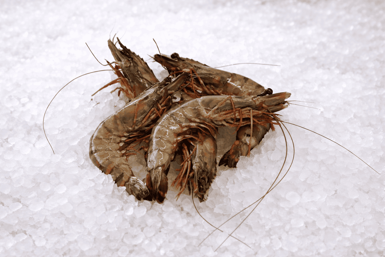 Jumbo Prawn * (imported)